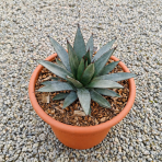 Agáve (Agave) ‘LITTLE PENGUIN’ - výška 15-20 cm, Ø 20-30 cm, kont. C6L (-5°C)